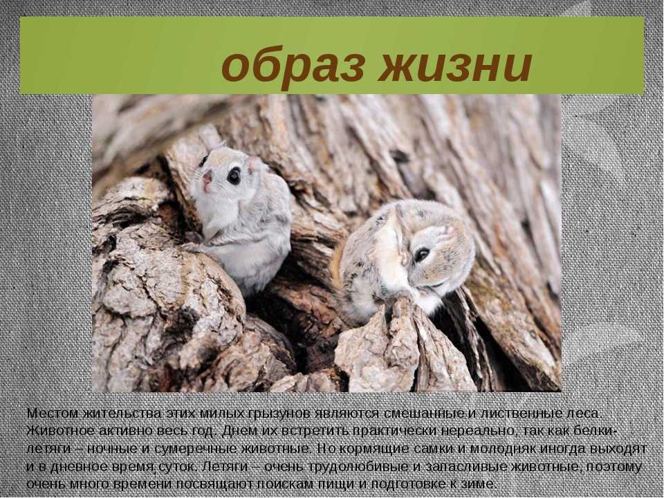 Сахарный поссум: особенности ухода за сумчатой летягой
