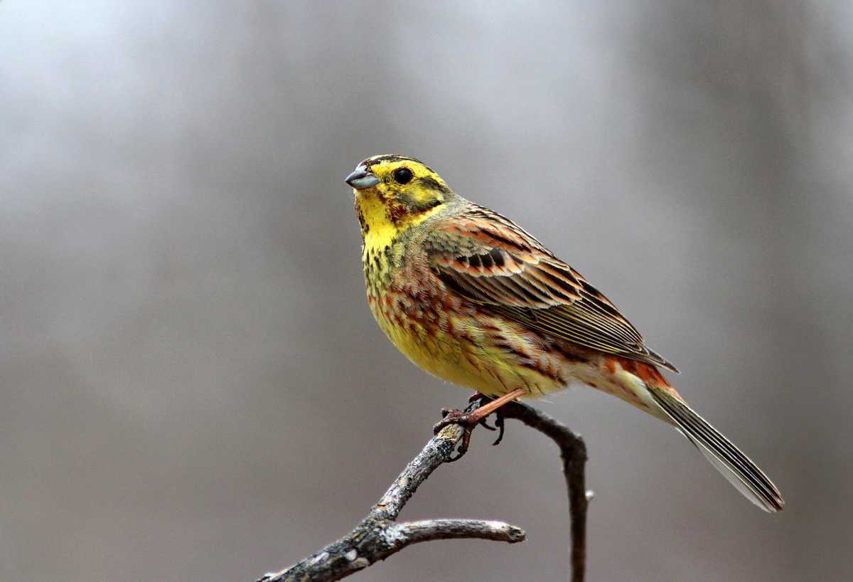 Огородная овсянка. огородная овсянка (emberiza cirlus)