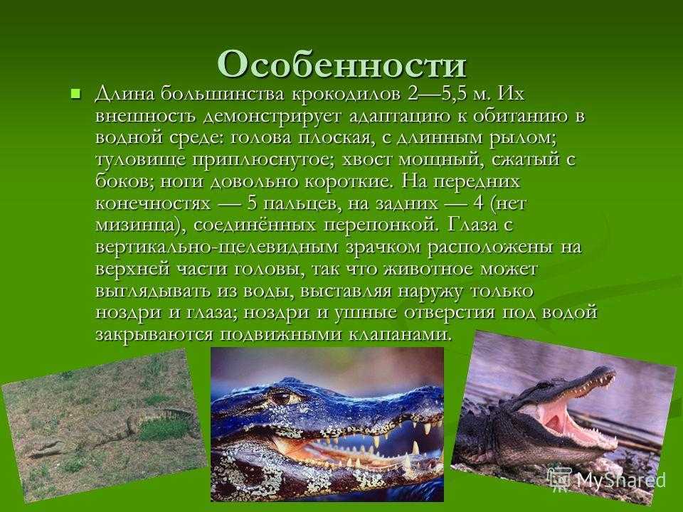 Желтоклювый ток > все о живой природе