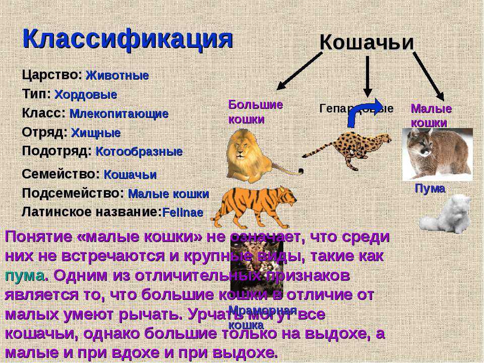 5 типов кошек. Семейство кошачьих классификация. Семейство кошачьих систематика. Классификация кошек схема. Семейство кошачьих классификация схема.