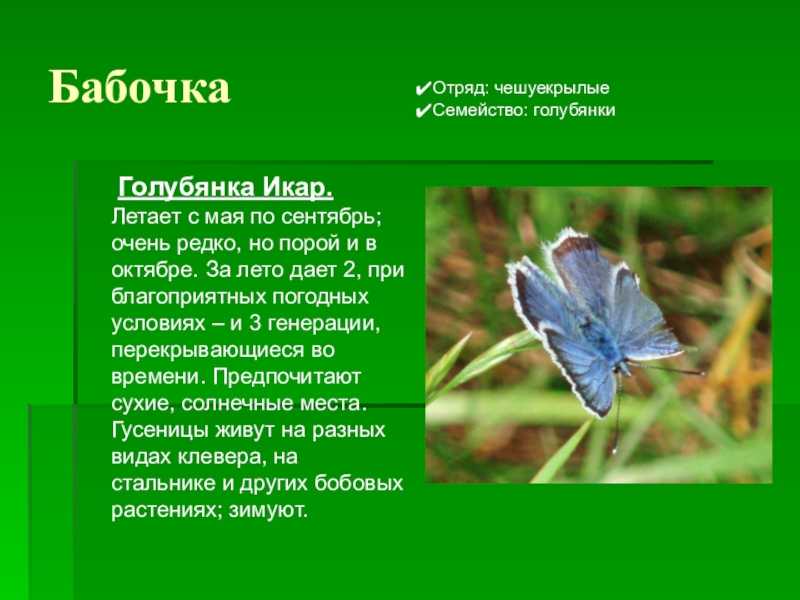 Голубянка икар