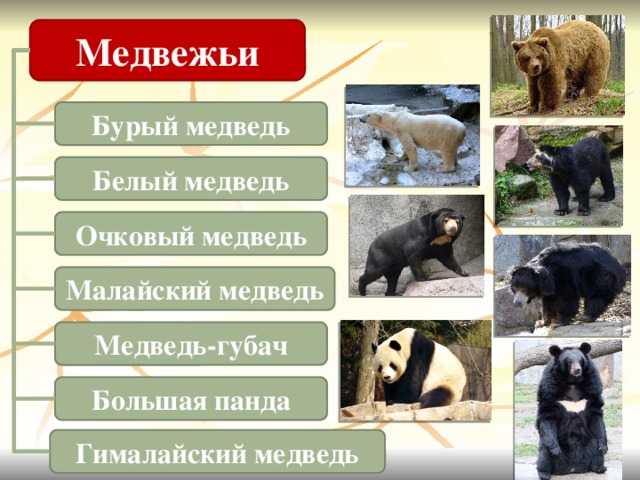 Медведи – фото, описание, виды, ареал, рацион, враги