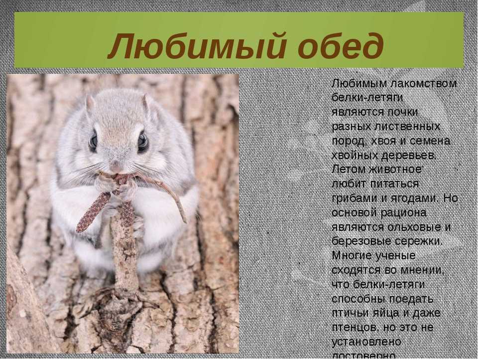Белка – виды и описание, чем питаются, где живут, фото и видео | семейство беличьих