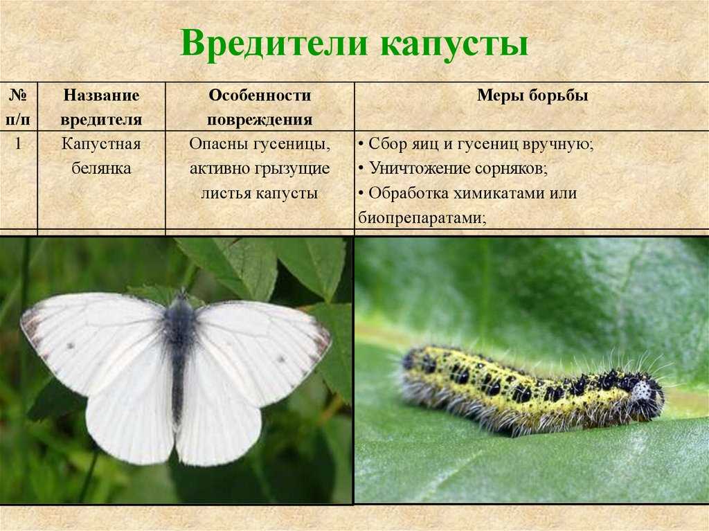 Бабочки – чешуекрылые