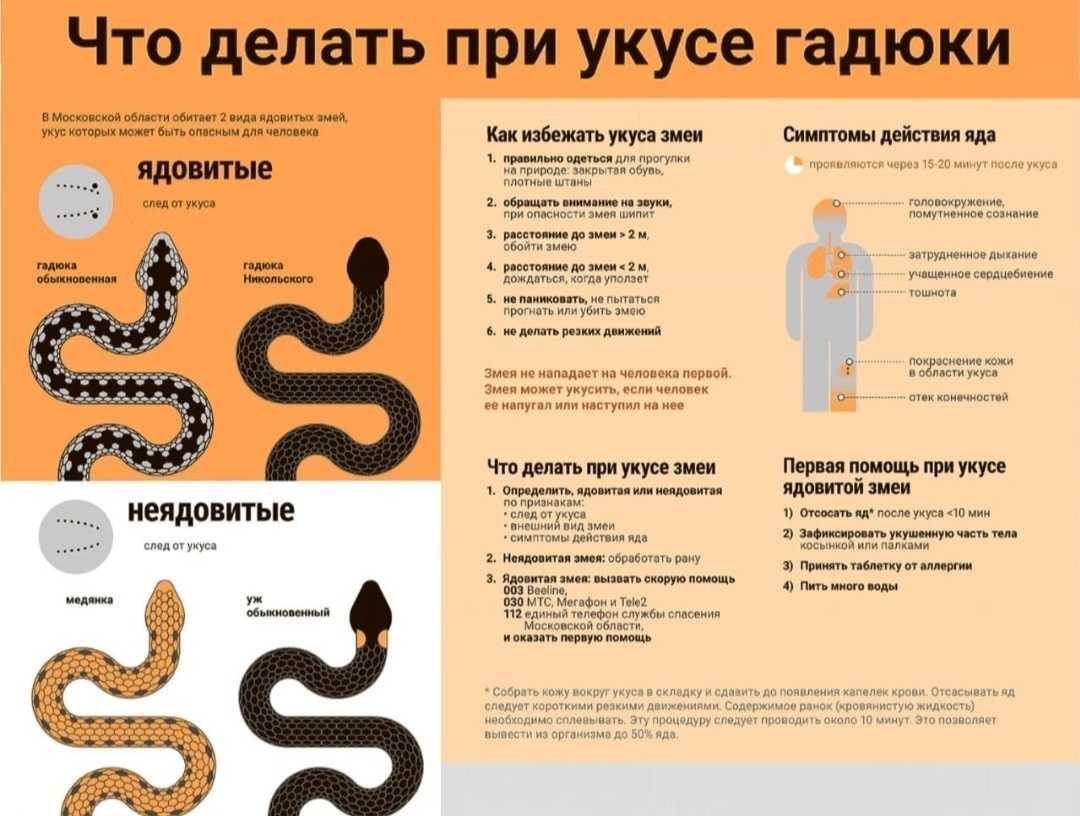 Гадюка: все самое интересное о повадках, внешнем виде, образе жизни