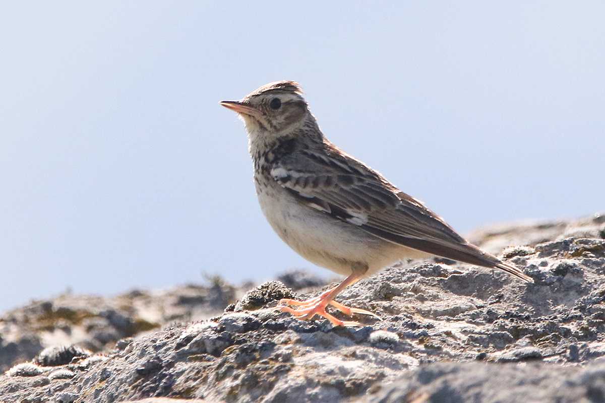 Лесной конёк - птица, похожая на пеструю трясогузку с красивой песней (anthus trivialis)