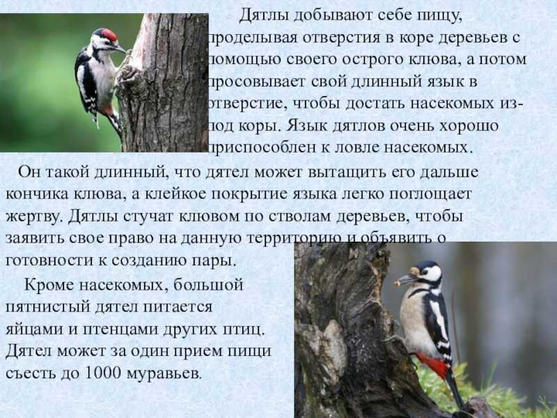 Дятел