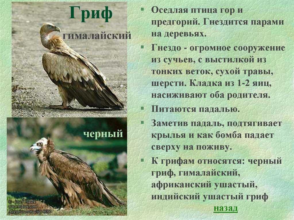 Хищные птицы. описание, названия, виды и фото хищных птиц