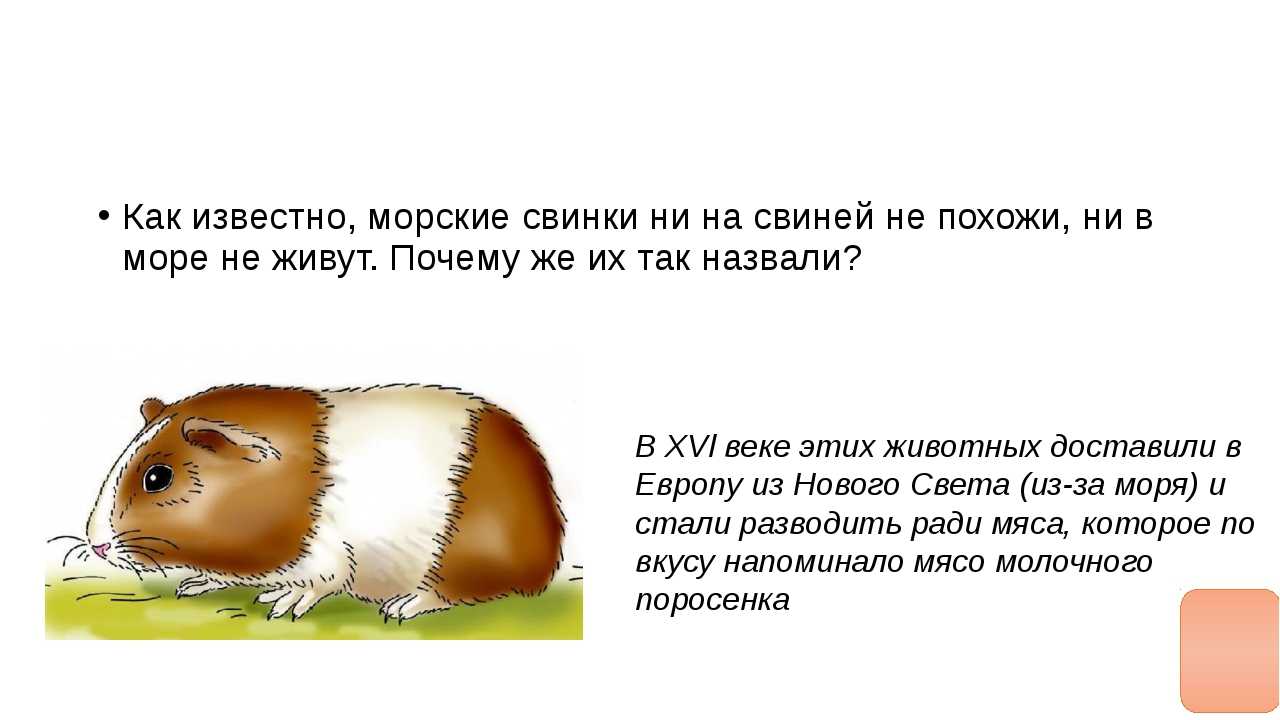 Капибара - описание, характер, ареал, питание, враги, фото и видео