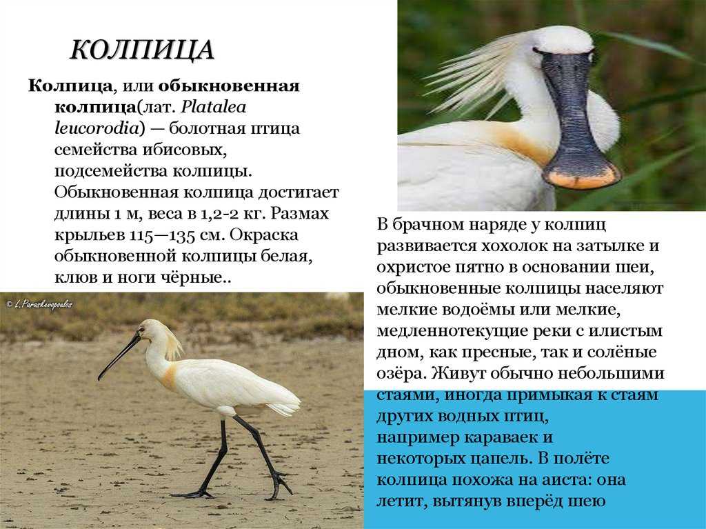 Колпица птица. описание, особенности, образ жизни и среда обитания колпицы