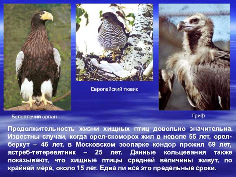 Орел — внешний вид и описание особенностей, питание, ареал обитания, размножение + 85 фото