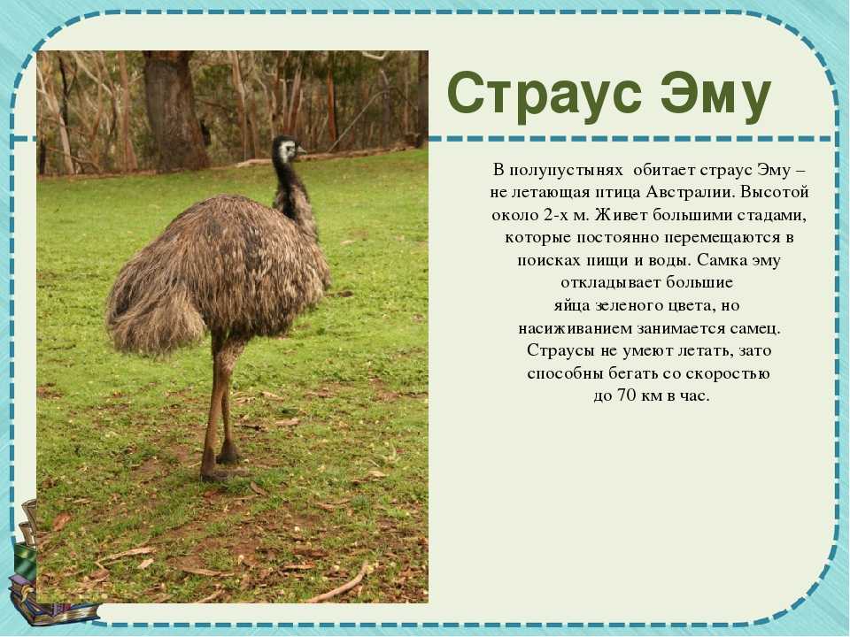 Виды страусов: самые красивые представители