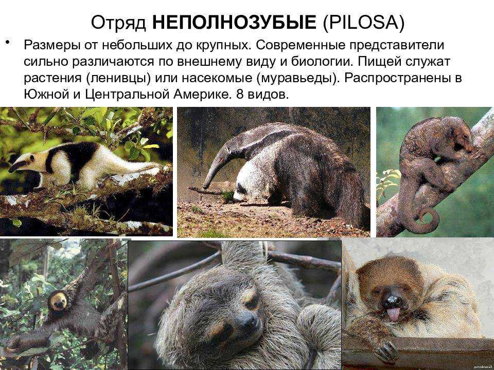 Неполнозубые