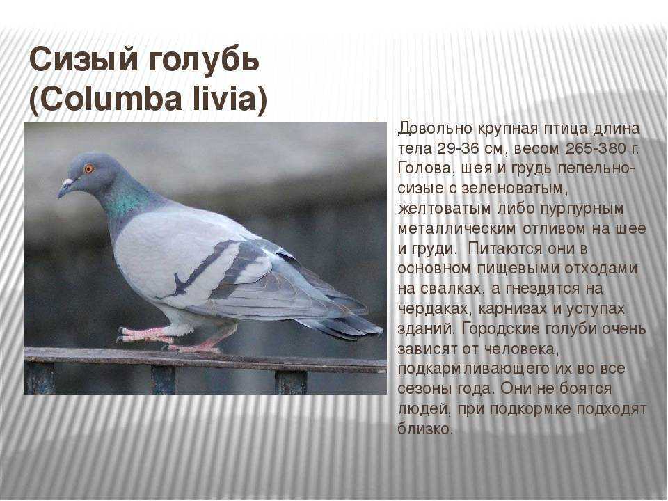 Виды голубей. описание, особенности, названия и фото видов голубей | живность.ру