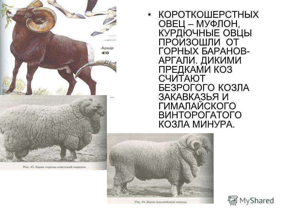 Горный баран виды горных баранов