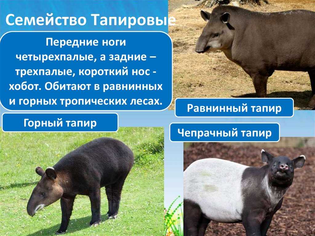 Чем питается тапир. тапир животное. описание, особенности, виды, образ жизни и среда обитания тапира. ареал, места обитания
