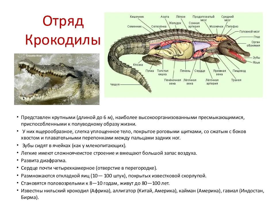 Крокодилы - описание, виды, особенности строения и интересные факты