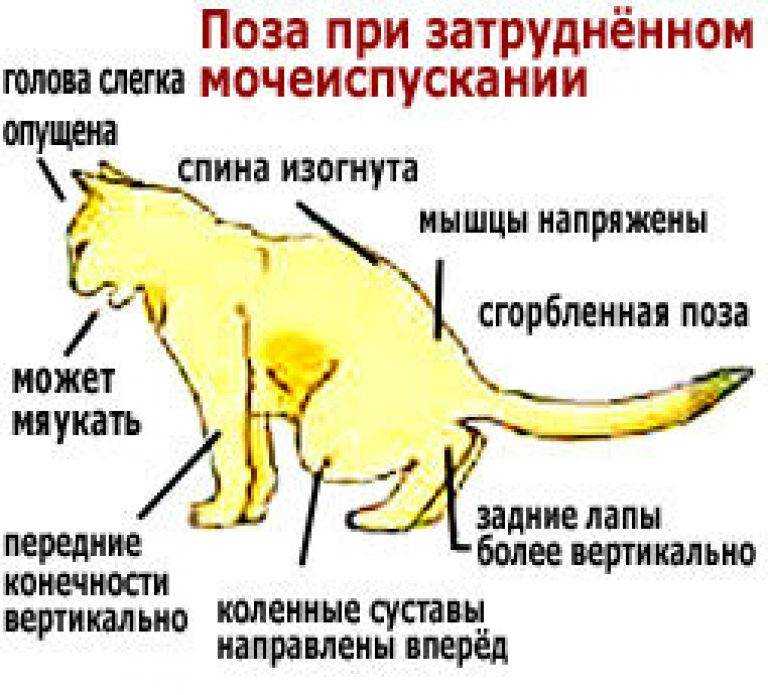 Как узнать, что кошку что-то болит?