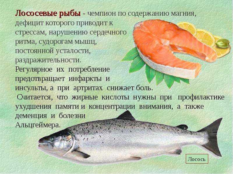 Бычок пчелка: фото, содержание, совместимость, разведение