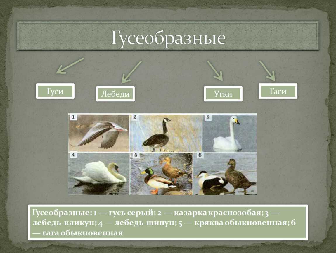 Гусеобразные — энциклопедия руниверсалис