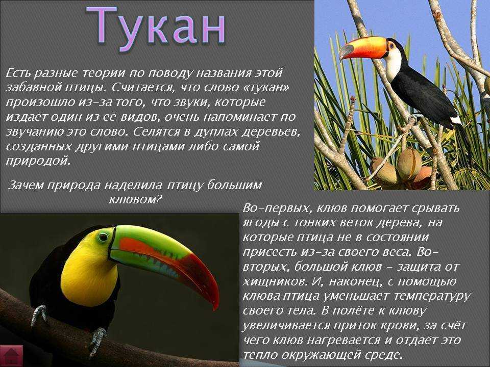 Почему тукан находится под угрозой исчезновения? / биология | thpanorama - сделайте себя лучше уже сегодня!