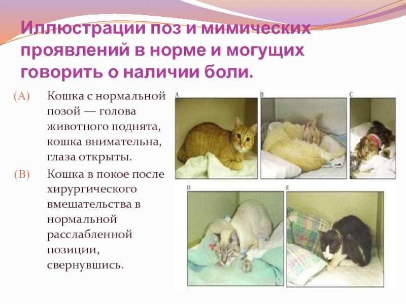 Чувствуют ли кошки боль?