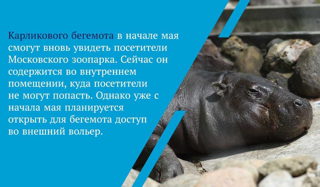 Бегемот (гиппопотам)