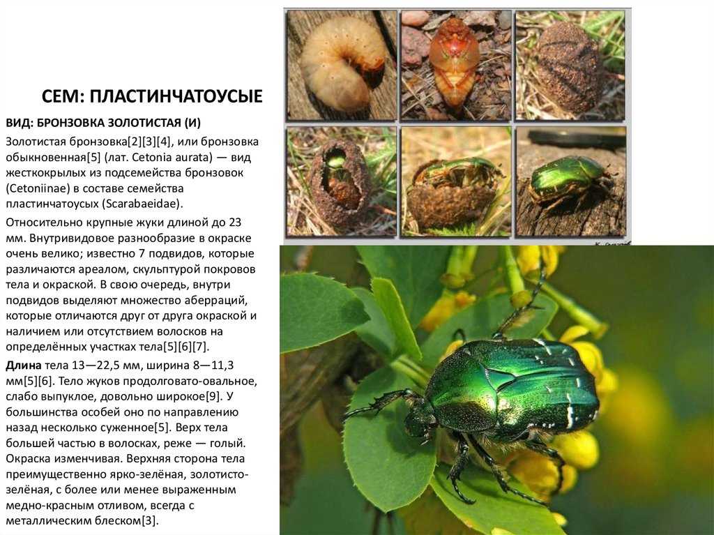Личинка майского жука фото и описание какой вред