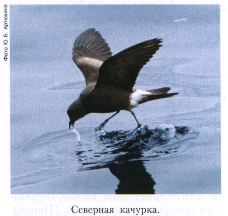 Буревестник лича - leach's storm petrel - dev.abcdef.wiki