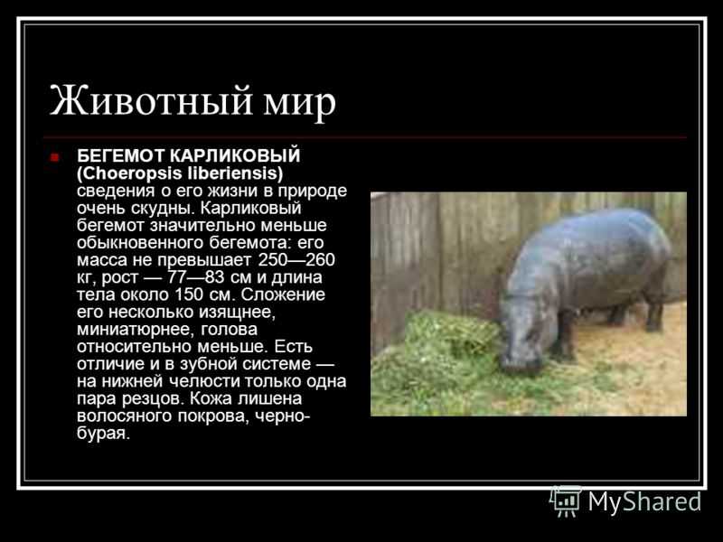 Бегемот (гиппопотам) – описание, виды, фото, где обитает, пища