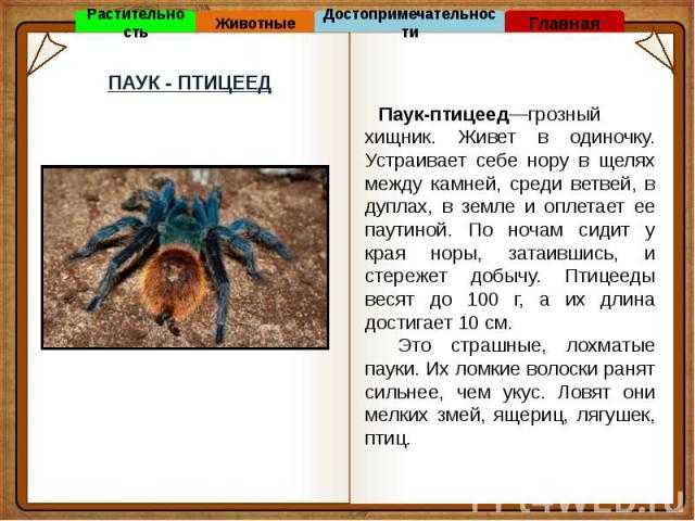 Паук брахипельма: описание, особенности, образ жизни и среда обитания | живность.ру