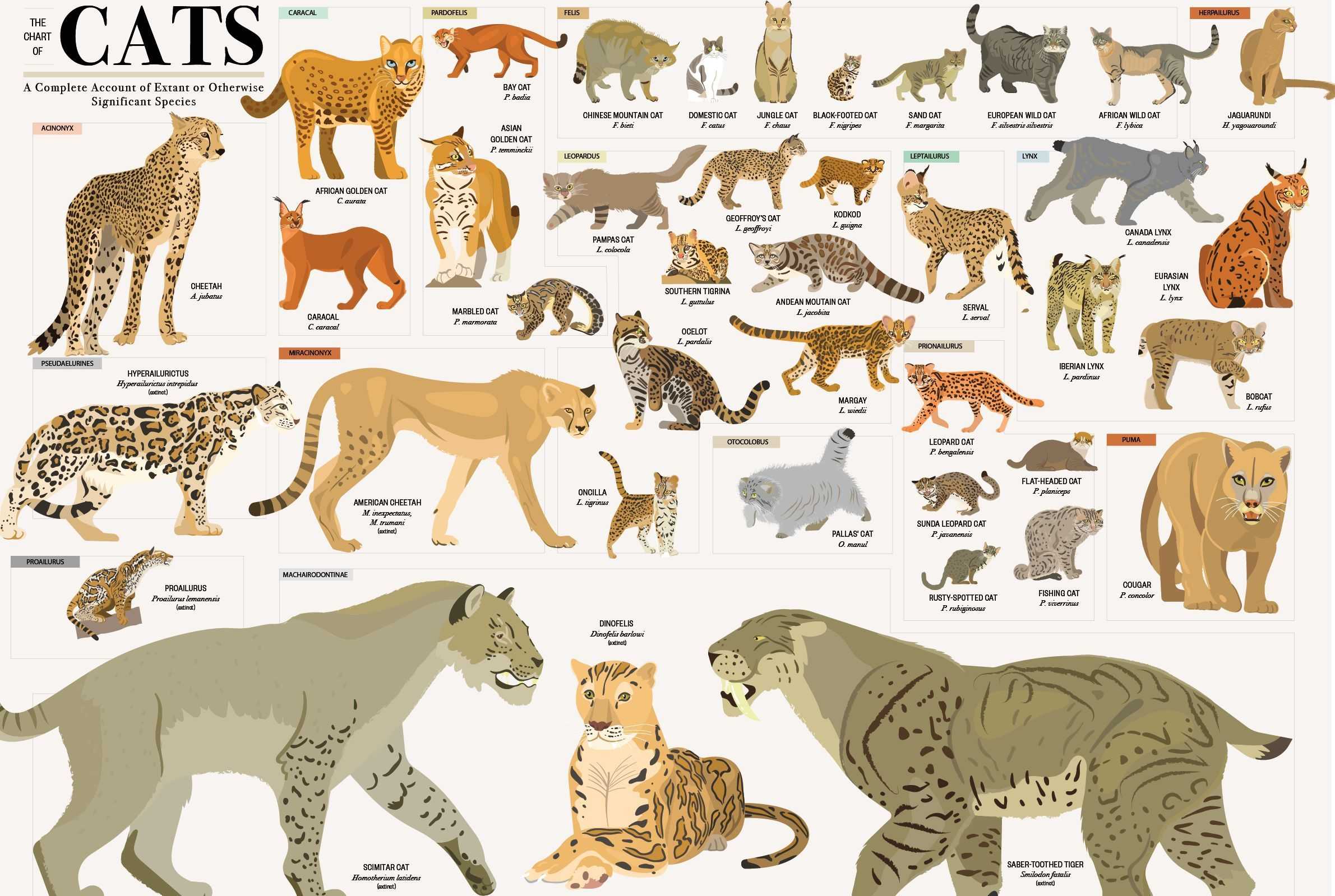 дикие породы кошек фото и названия