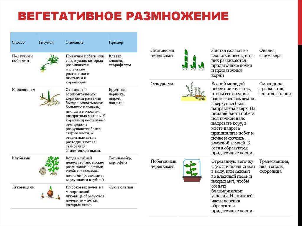 Голубеобразная птица — представители, список, фото и название