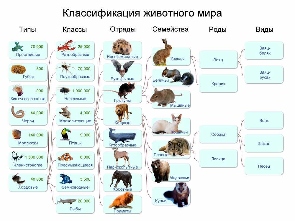 Удивительные птицы с красивыми хохолками: фото и описание ?