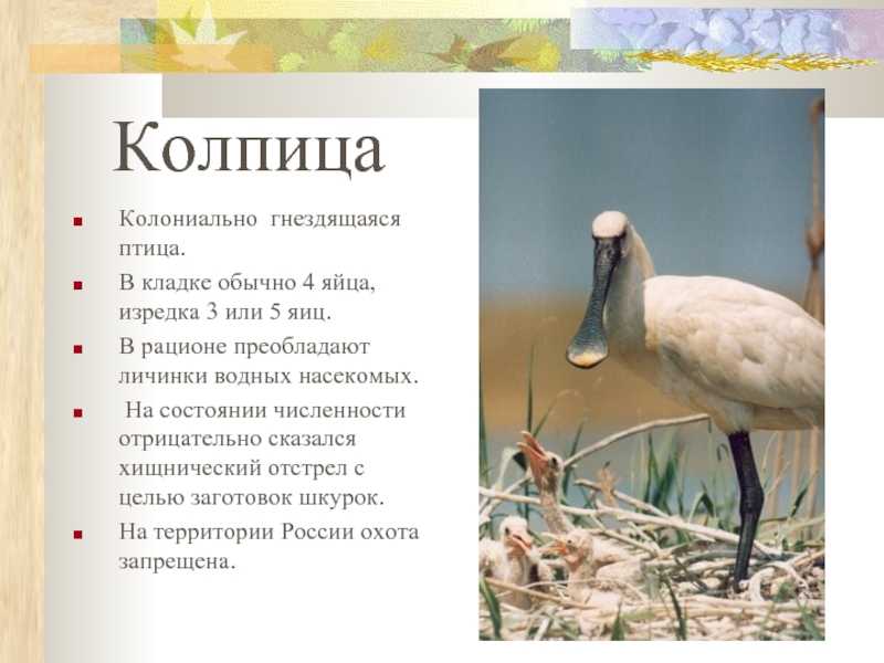 Малая колпица platalea minor - красная книга россии.