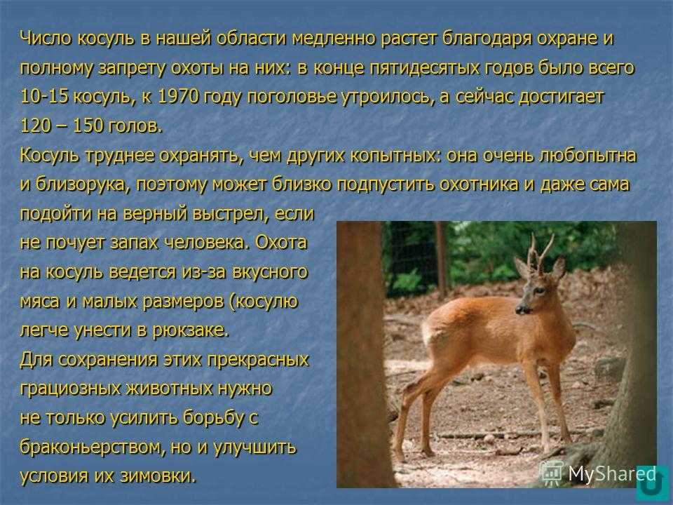 Сибирская косуля - оленевые | некоммерческий учебно-познавательный интернет-портал зоогалактика