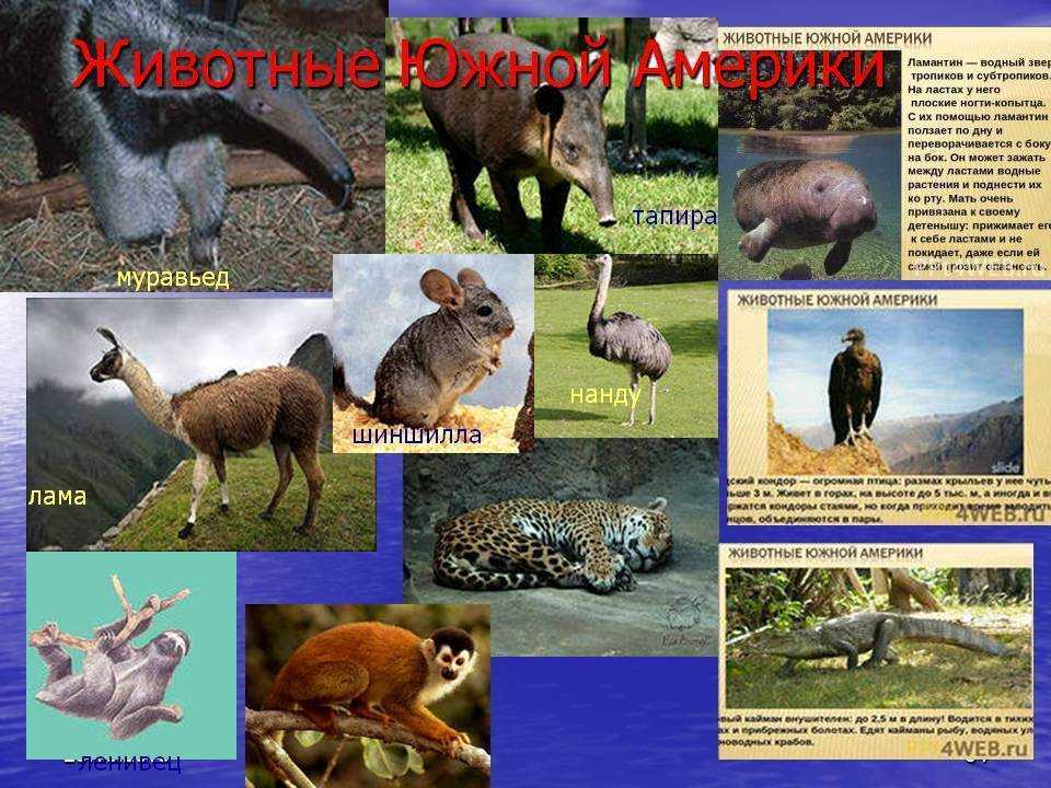 Карибское море
