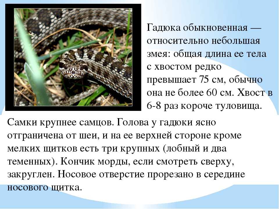 Шершавая древесная гадюка | мир животных и растений