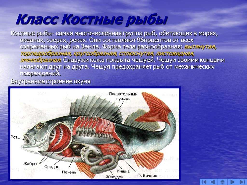 Маоу «лицей № 62» » каталог цифровых образовательных ресурсов » ек цор &raquo рубрикатор » рыбы