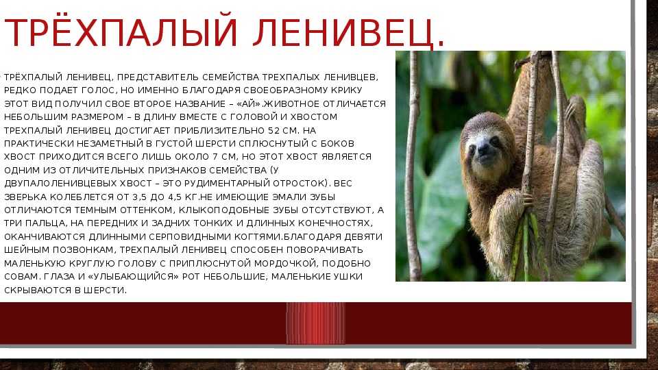 Птицы с хохолками фото с названиями