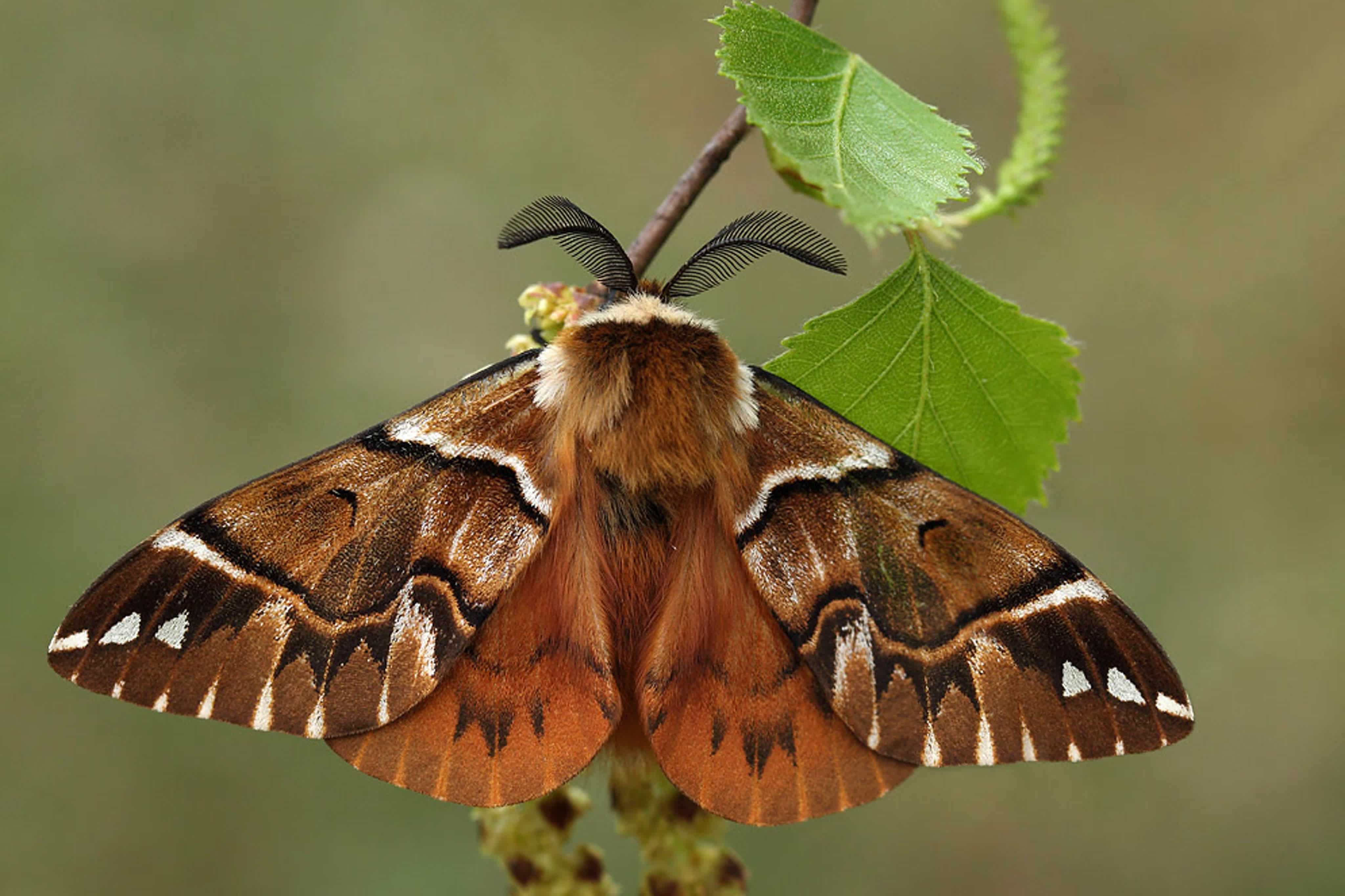 Бабочка тутового шелкопряда фото