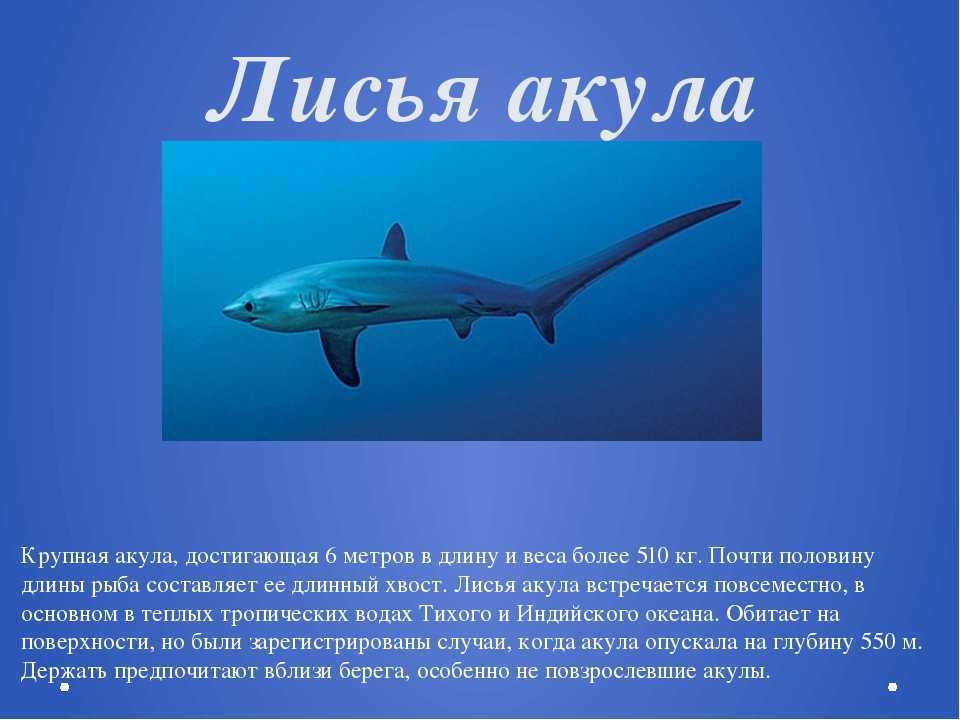 Молотоголовые акулы