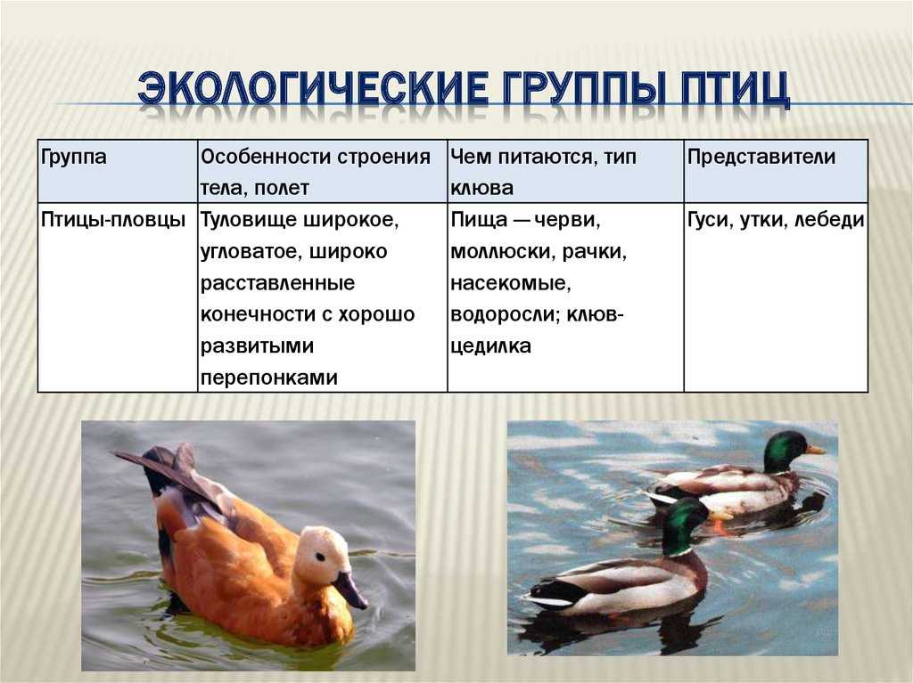 Археоптерикс | вымершие животные вики | fandom