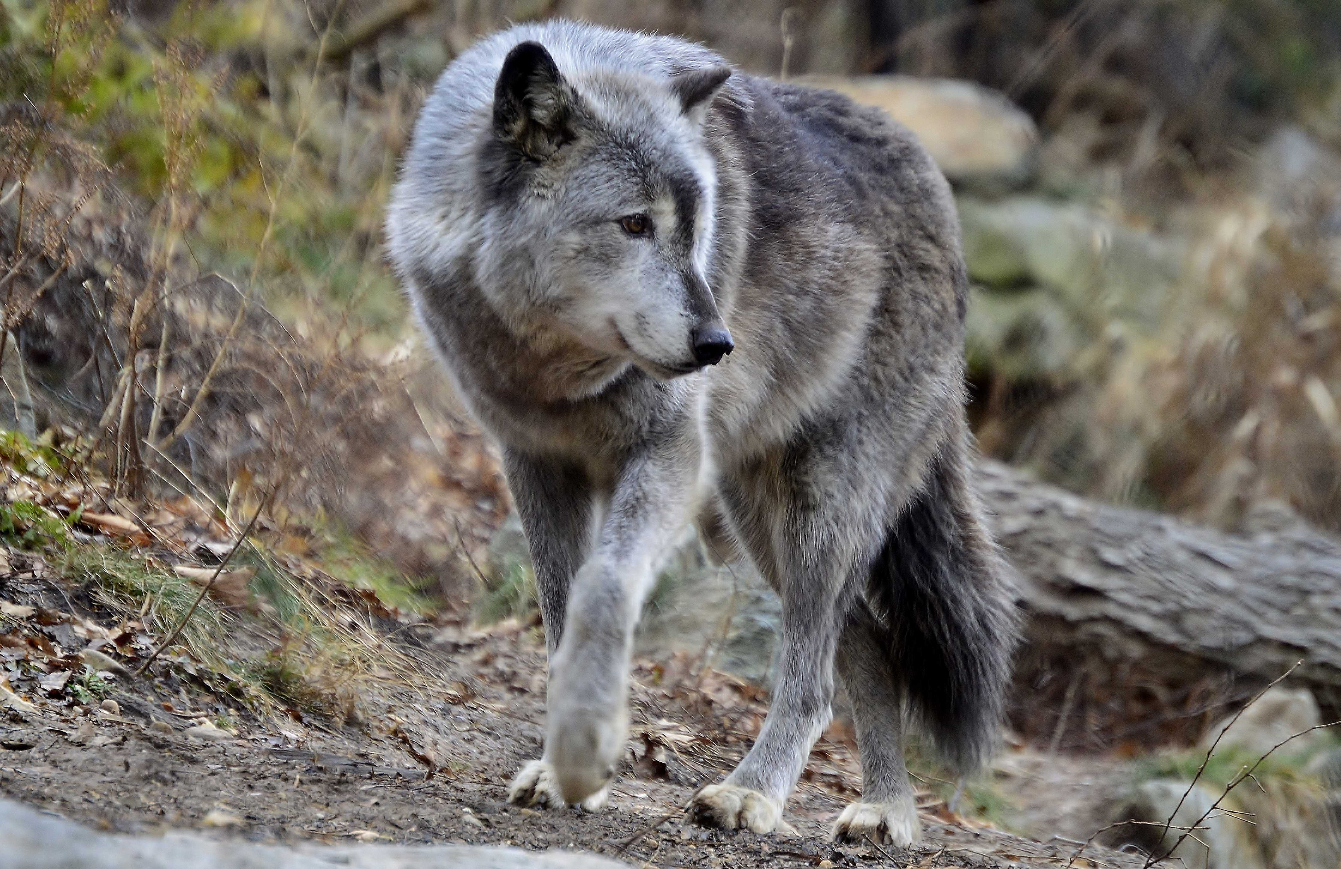 Животные таганая. Волк canis Lupus. Шерстистый волк. Волк серый обыкновенный. Кенайский волк canis Lupus alces.