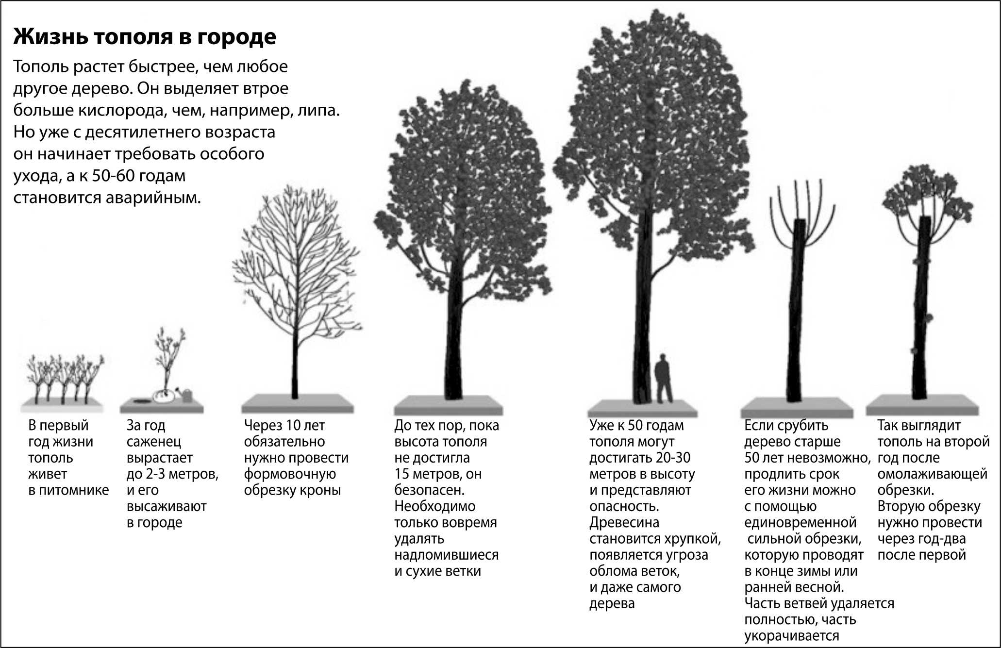 Быстрорастущие деревья и кустарники для дачи. названия и породы.