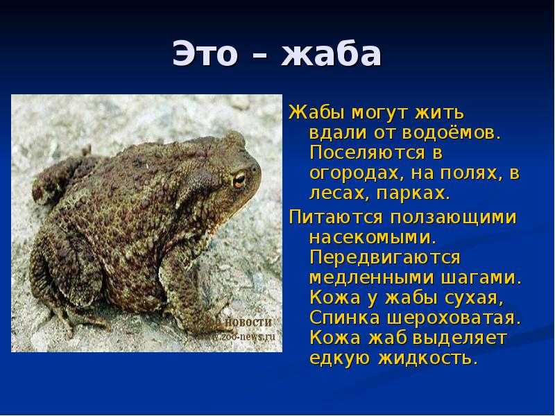 Жаба серая — ртищевская энциклопедия