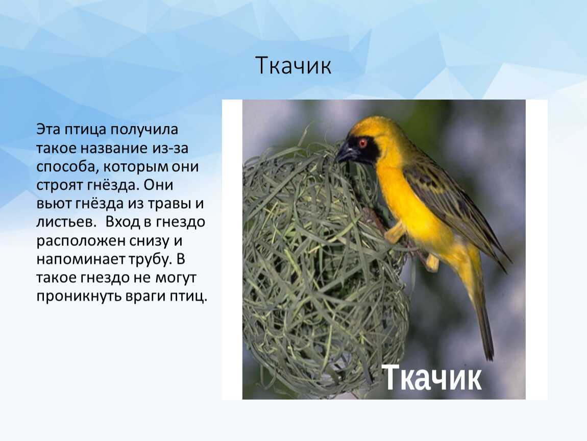 Ткачик птица. описание, особенности, виды, образ жизни и среда обитания ткачика | живность.ру