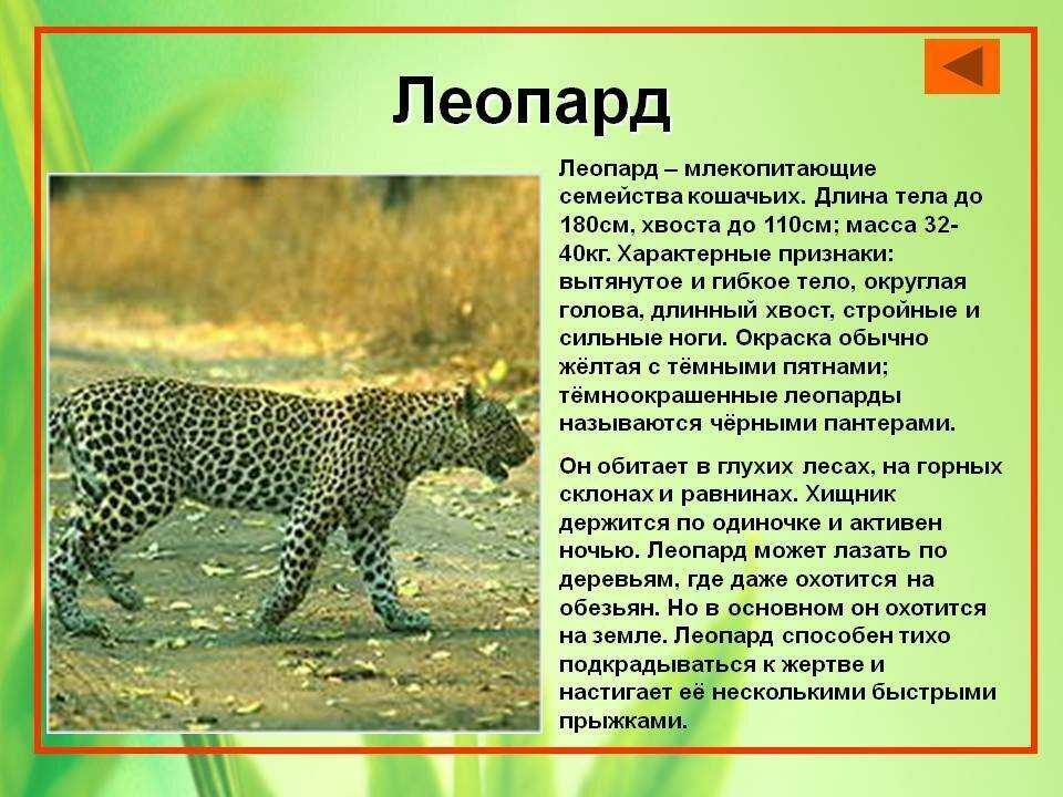 Леопард