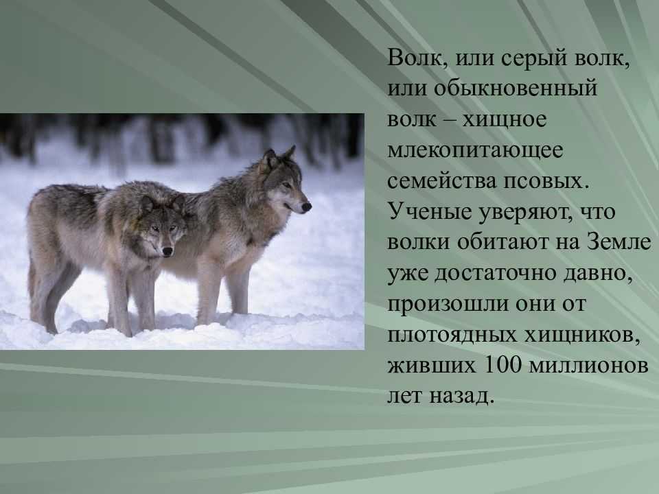 Красный волк (фото): опасный хищник с необычной внешностью