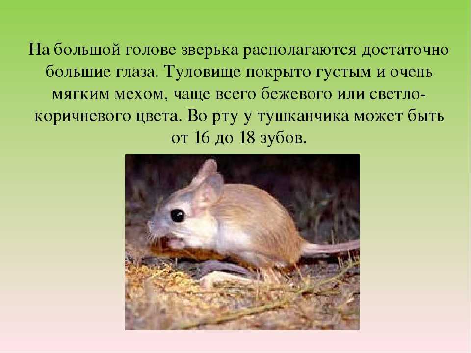 Тушканчик: описание, виды, содержание в домашних условиях